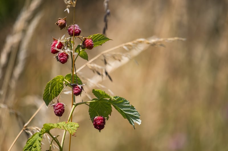 Raspberry Dessert